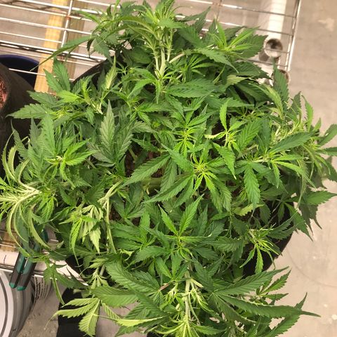 Jack Herer Auto  growlog photo: After training 