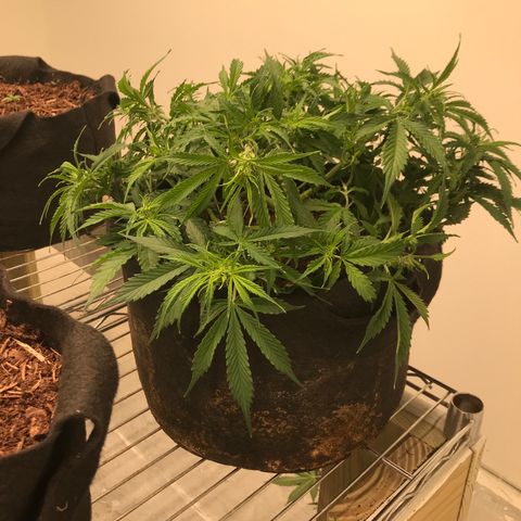 Jack Herer Auto  growlog photo: After training 