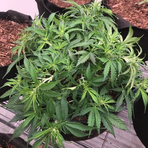 Jack Herer Auto  growlog timeline photo