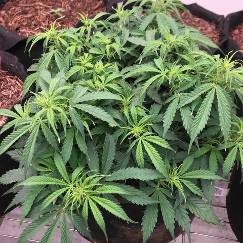 Jack Herer Auto  growlog photo: Doesn’t seem to mind the training/ cutting off low unproductive secondary branches 