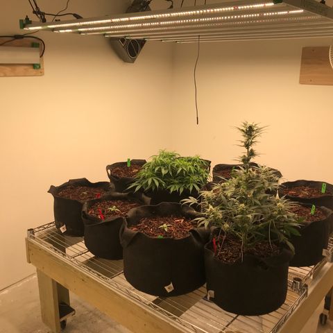 Jack Herer Auto  growlog photo: The garden 