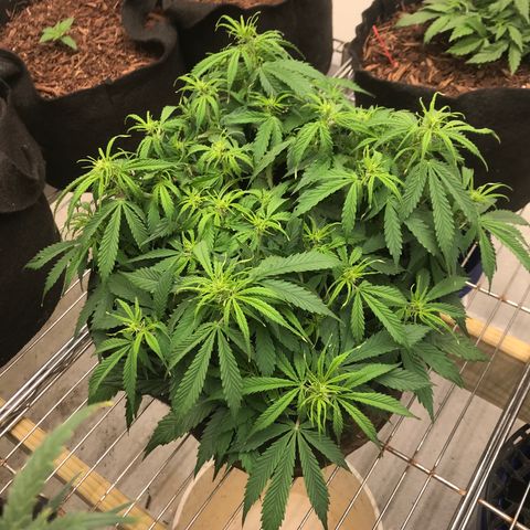 Jack Herer Auto  growlog photo: Wasn’t happy this morning looking better after h20