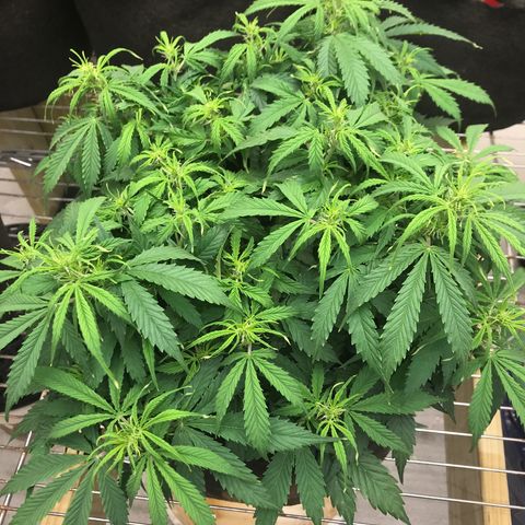 Jack Herer Auto  growlog timeline photo