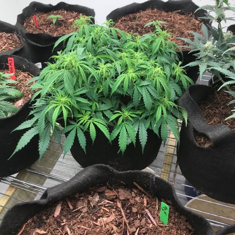 Jack Herer Auto  growlog timeline photo