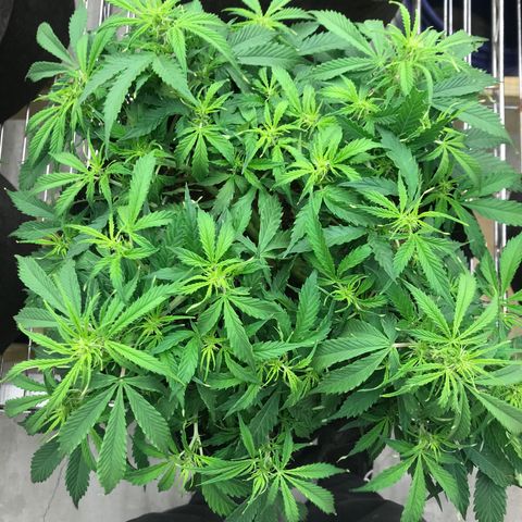 Jack Herer Auto  growlog timeline photo