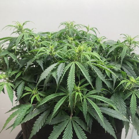 Jack Herer Auto  growlog timeline photo