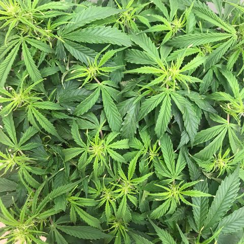 Jack Herer Auto  growlog timeline photo