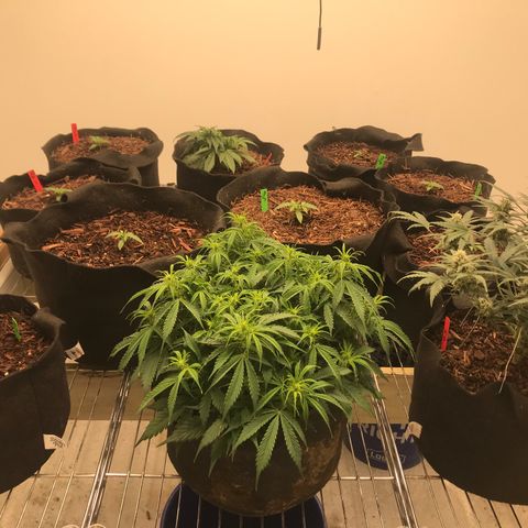 Jack Herer Auto  growlog timeline photo