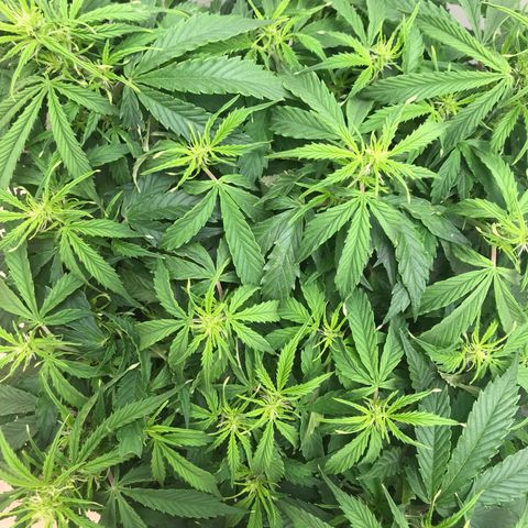 Jack Herer Auto  growlog timeline photo