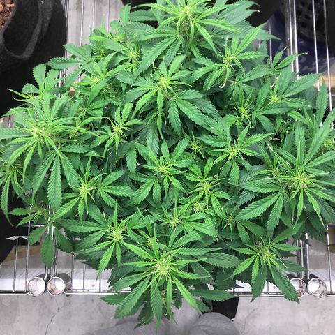 Jack Herer Auto  growlog timeline photo