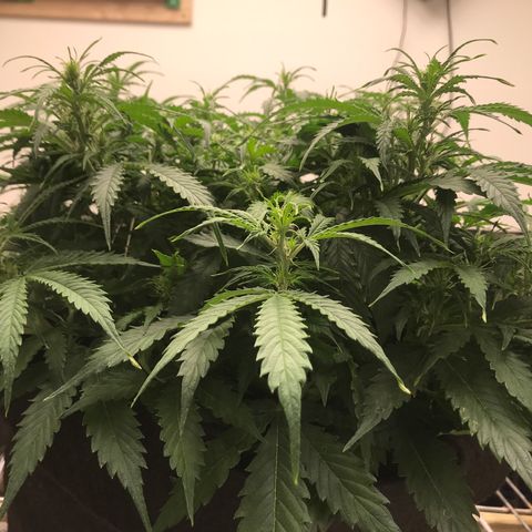 Jack Herer Auto  growlog timeline photo