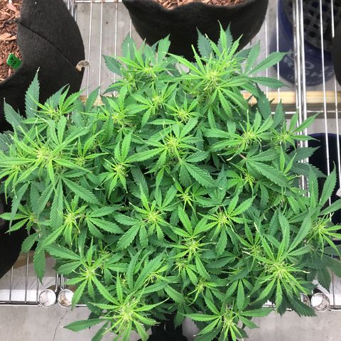 Jack Herer Auto  growlog timeline photo