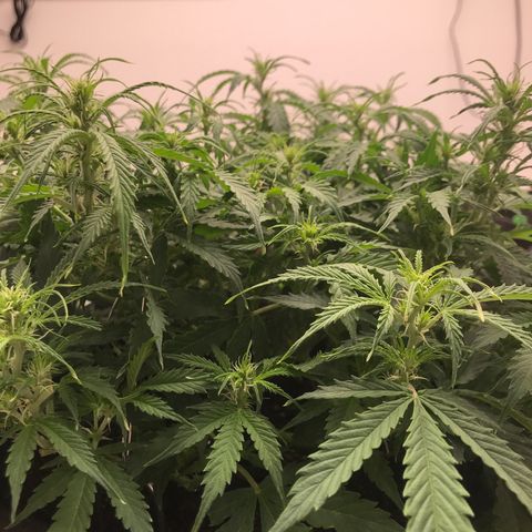 Jack Herer Auto  growlog timeline photo