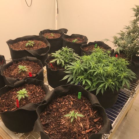 Jack Herer Auto  growlog timeline photo