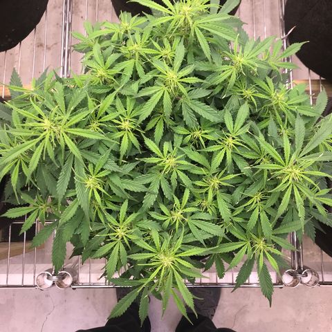 Jack Herer Auto  growlog timeline photo