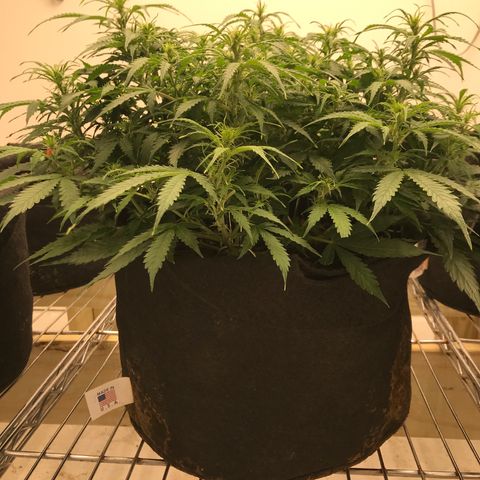 Jack Herer Auto  growlog timeline photo