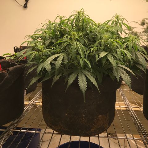 Jack Herer Auto  growlog timeline photo