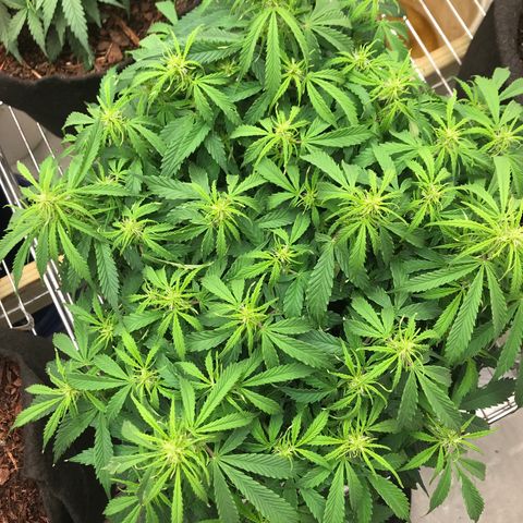 Jack Herer Auto  growlog timeline photo
