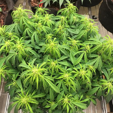 Jack Herer Auto  growlog timeline photo