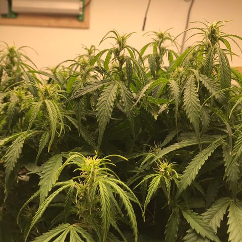Jack Herer Auto  growlog timeline photo