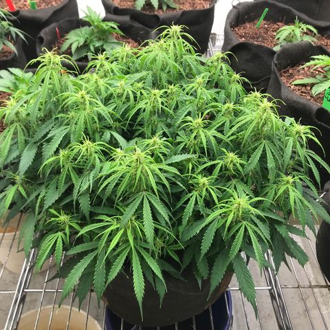 Jack Herer Auto  growlog timeline photo