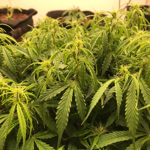 Jack Herer Auto  growlog timeline photo