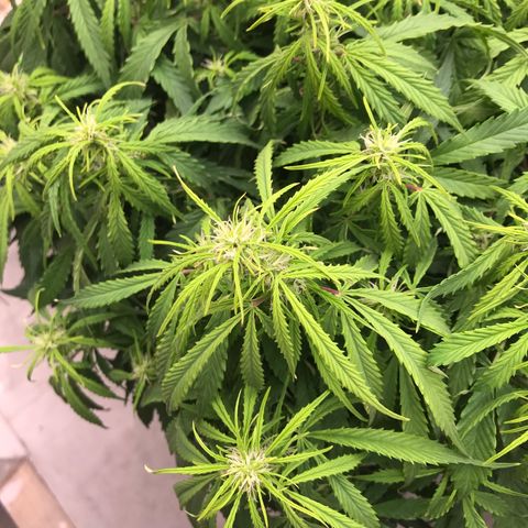 Jack Herer Auto  growlog photo: Seed are growing 