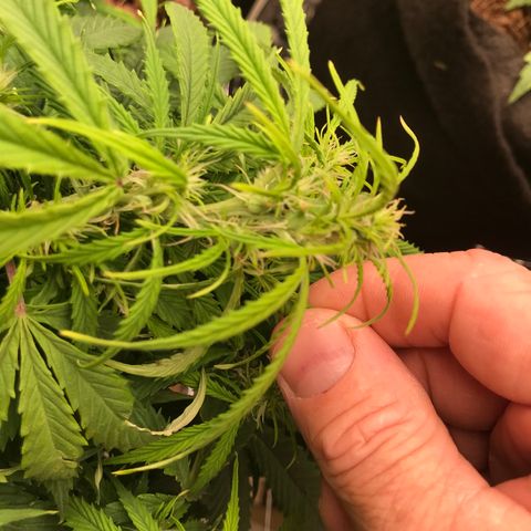 Jack Herer Auto  growlog photo: Seed are growing 