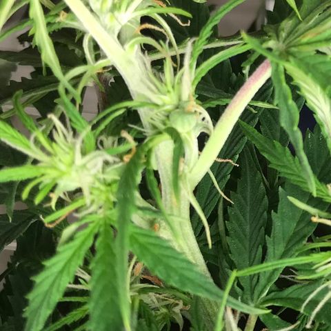Jack Herer Auto  growlog photo: Seed are growing 