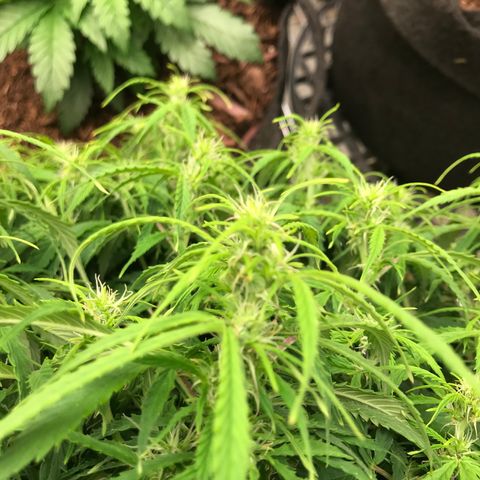 Jack Herer Auto  growlog photo: Seed are growing 