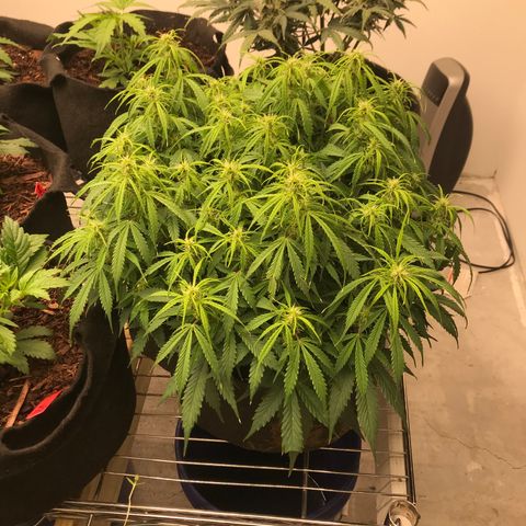 Jack Herer Auto  growlog photo: Seed are growing 