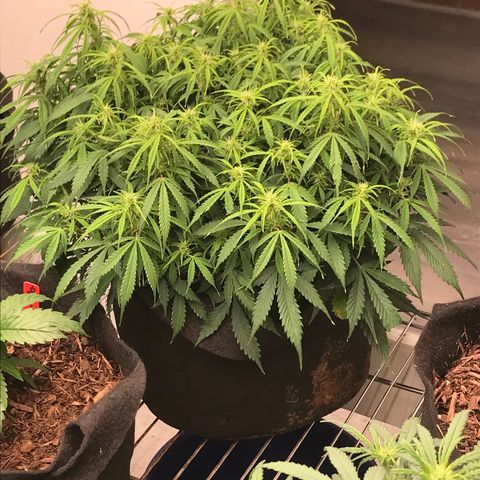 Jack Herer Auto  growlog photo: Seed are growing 