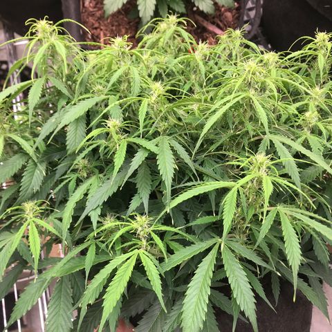 Jack Herer Auto  growlog photo: Seed are growing 