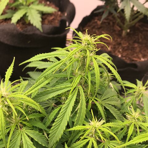 Jack Herer Auto  growlog photo: Seed are growing 