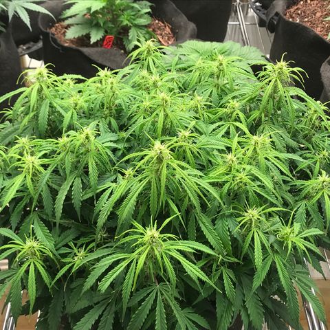 Jack Herer Auto  growlog photo: Seed are growing 