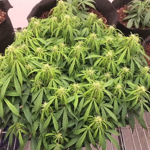 Jack Herer Auto  growlog timeline photo