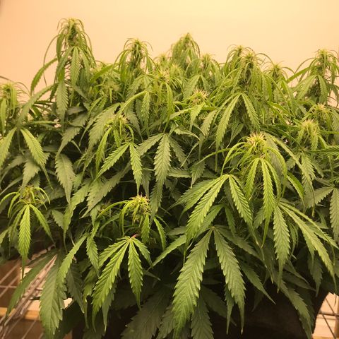 Jack Herer Auto  growlog timeline photo