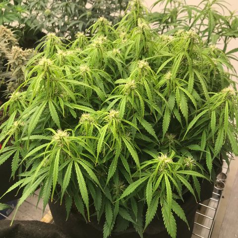 Jack Herer Auto  growlog timeline photo