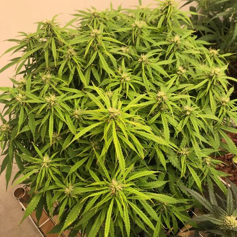 Jack Herer Auto  growlog timeline photo