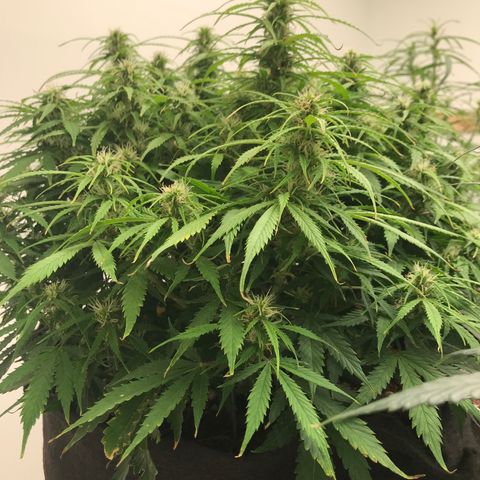 Jack Herer Auto  growlog timeline photo