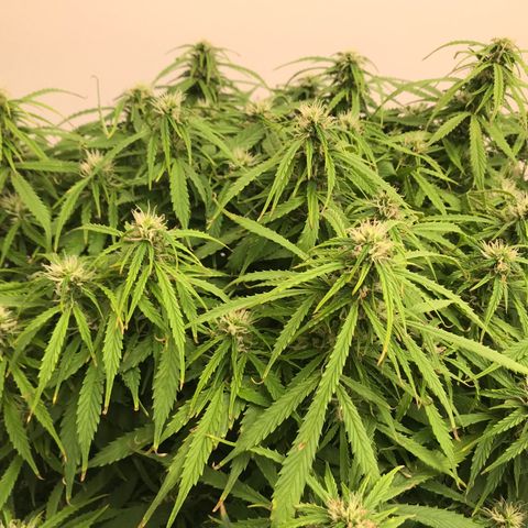 Jack Herer Auto  growlog timeline photo