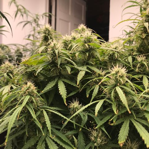 Jack Herer Auto  growlog timeline photo