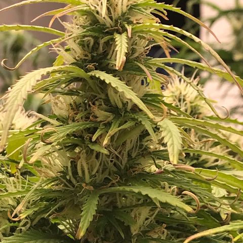 Jack Herer Auto  growlog timeline photo