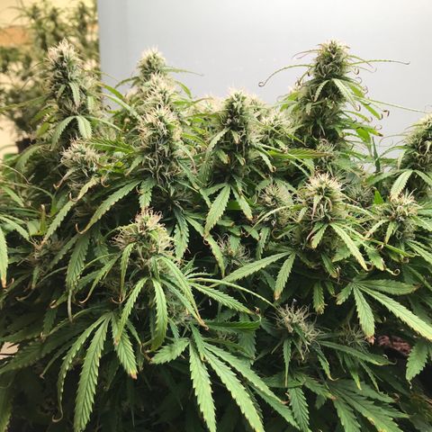 Jack Herer Auto  growlog timeline photo
