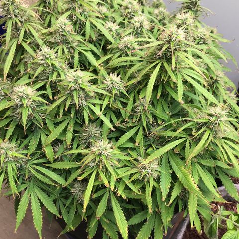 Jack Herer Auto  growlog timeline photo