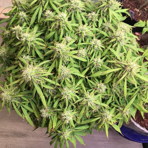 Jack Herer Auto  growlog timeline photo