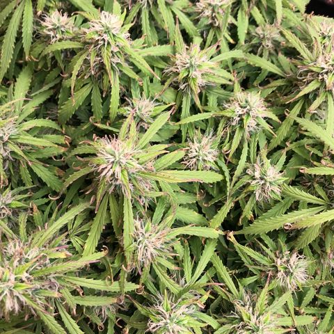 Jack Herer Auto  growlog timeline photo