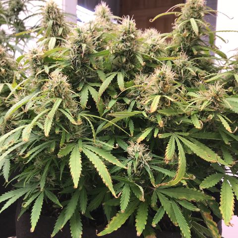 Jack Herer Auto  growlog timeline photo