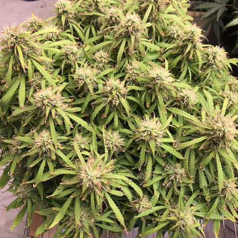Jack Herer Auto  growlog timeline photo