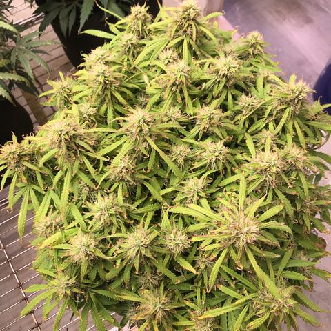 Jack Herer Auto  growlog timeline photo